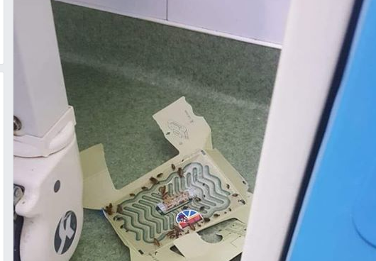 (FOTO) Gândacul, pacientul nostru cel de toate zilele!