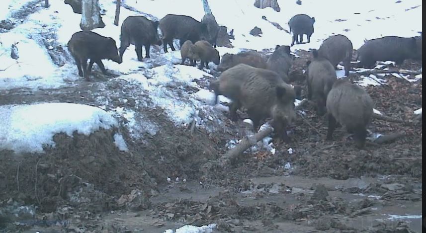 Mistreții își fac de cap la Teregova