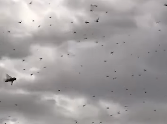 (VIDEO) Pare un film de groază, dar nu e