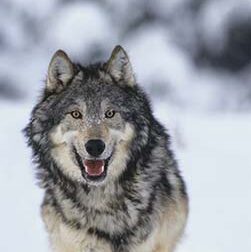 APM. Atacurile lupilor nu mai sunt nici izolate, nici rare