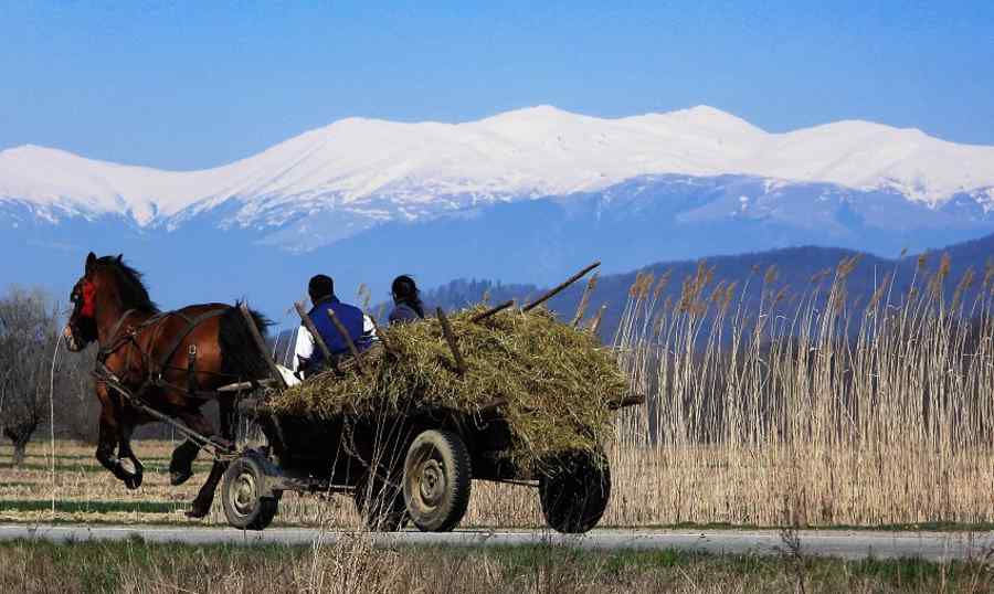 Pandemia la Vlădești. Între muncile câmpului și Dacia Mioveni