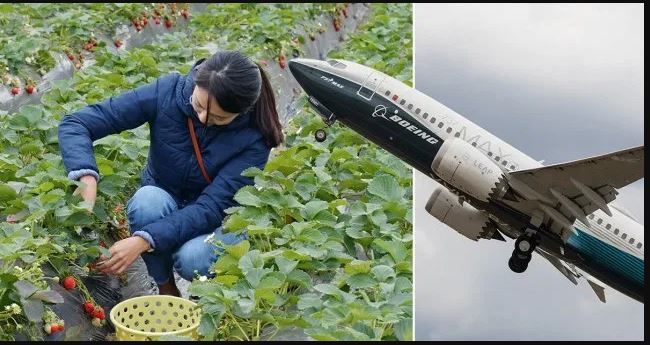 Pandemia, pandemie, dar britanicii cer români