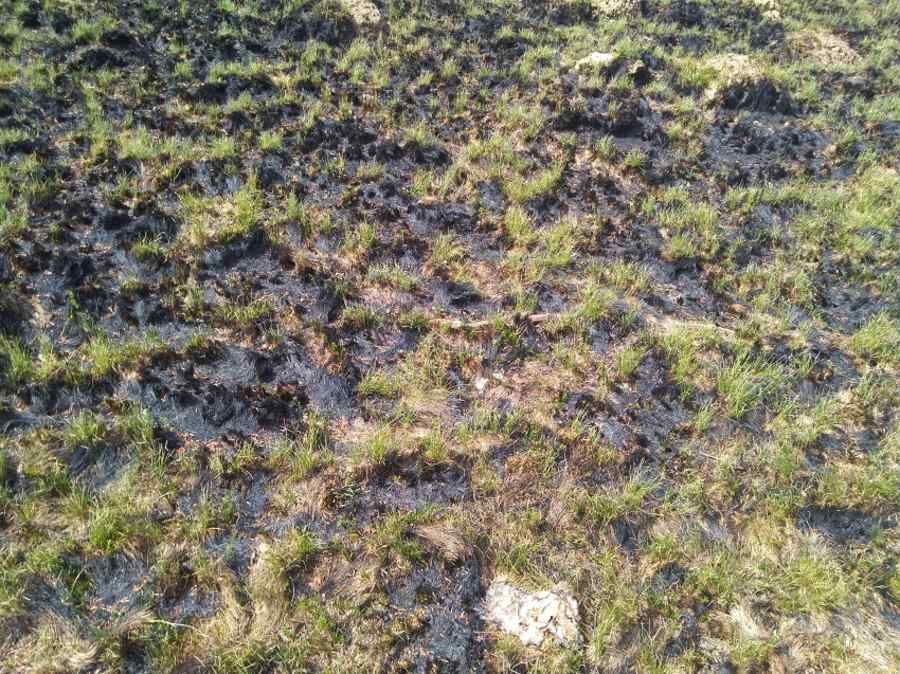 Mafia pădurilor din Certeze își șterge urmele