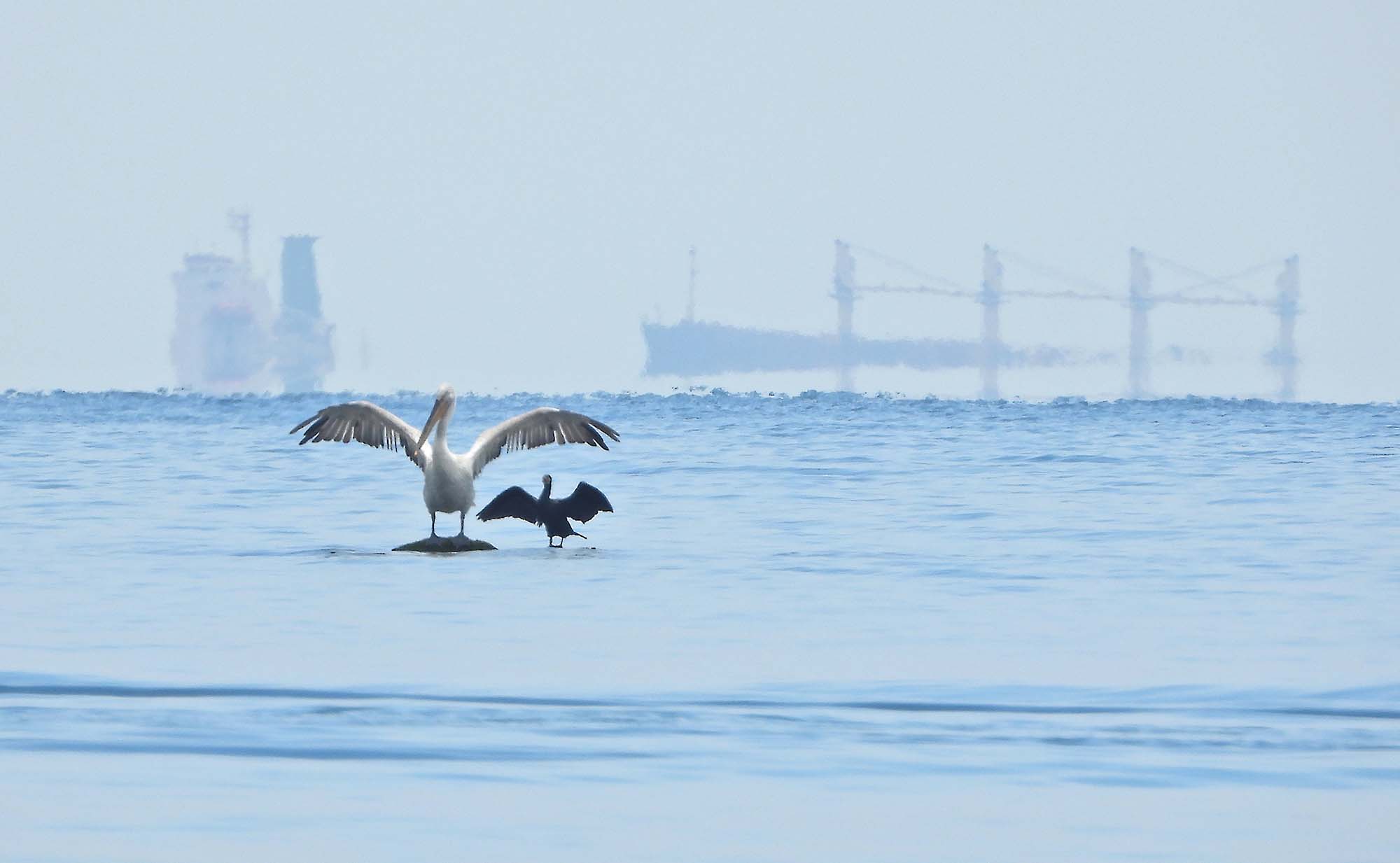 Greenpeace România: Substanțe toxice deversate în Marea Neagră