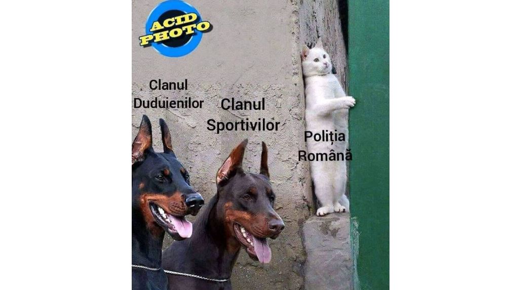 Poliția nici nu miaună în fața clanurilor