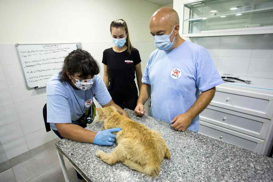 (FOTO) Salvatori români pentru animalele din Beirut
