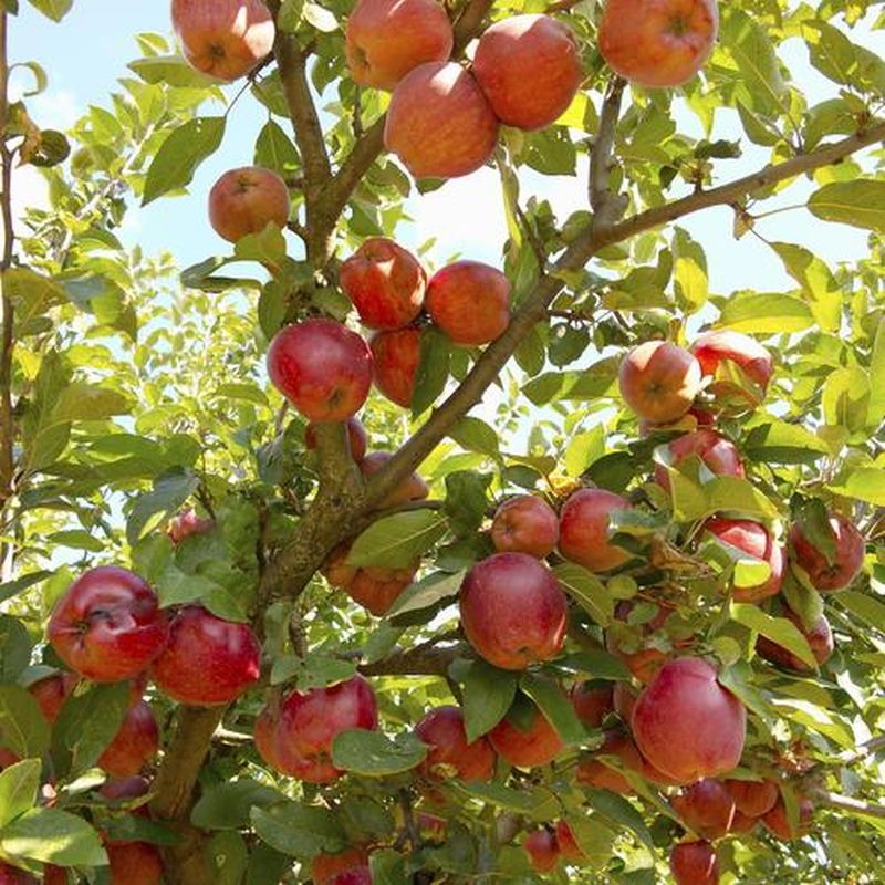 Pepiniera Florafruct – afacerea de 15 ani a unei familii din Rep. Moldova