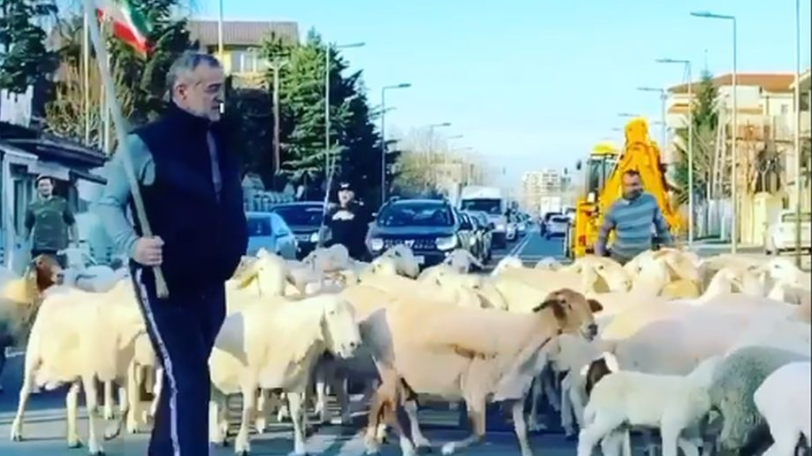 Încă o oaie sacrificată pe altarul COVID