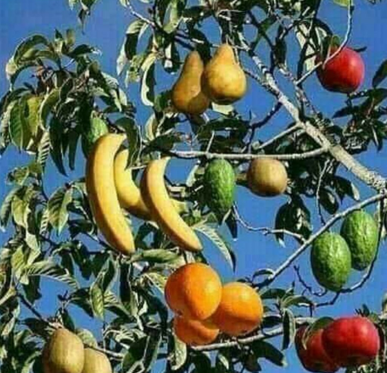 Pom în timpul campaniei electorale