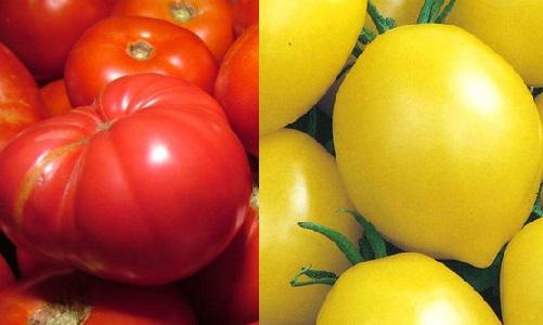 Bătălie electorală dură între „roșii” și „lămîi”: primele rezultate neoficiale