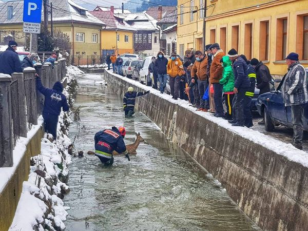 Bambi, salvată de pompierii din Cîmpeni