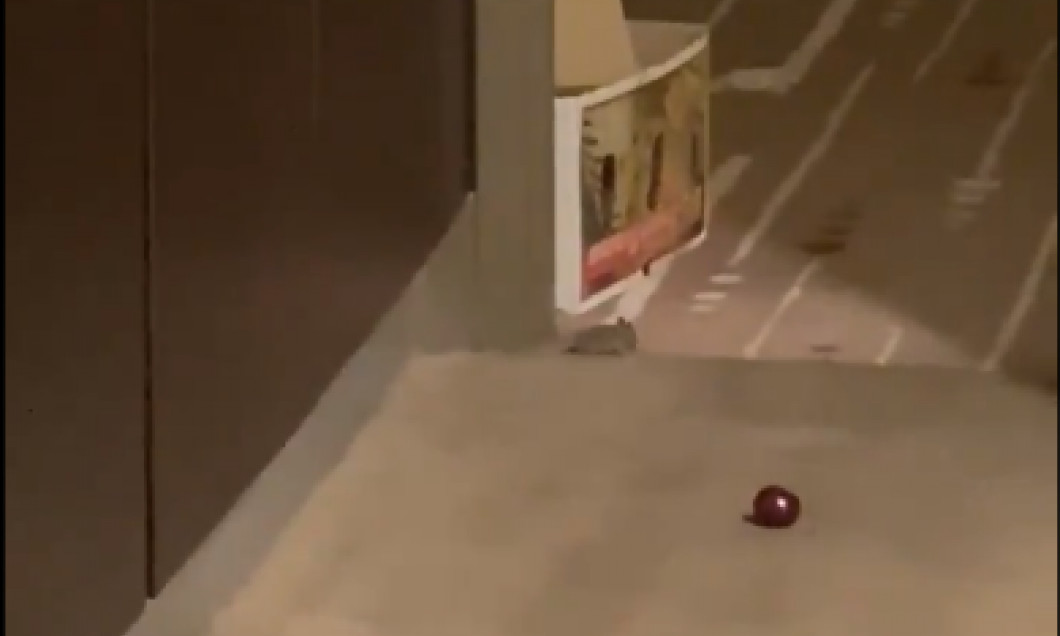 (VIDEO) Imagini de infarct: Ia priviți!