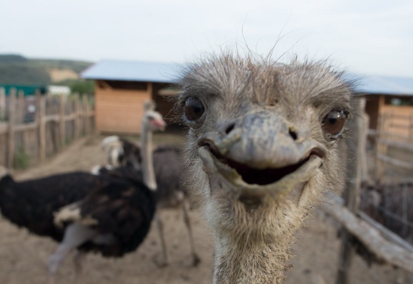  Ograda cu struți din Sebeș