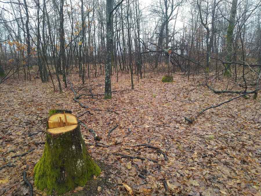 Jaf de proporții biblice în pădurile României (II)