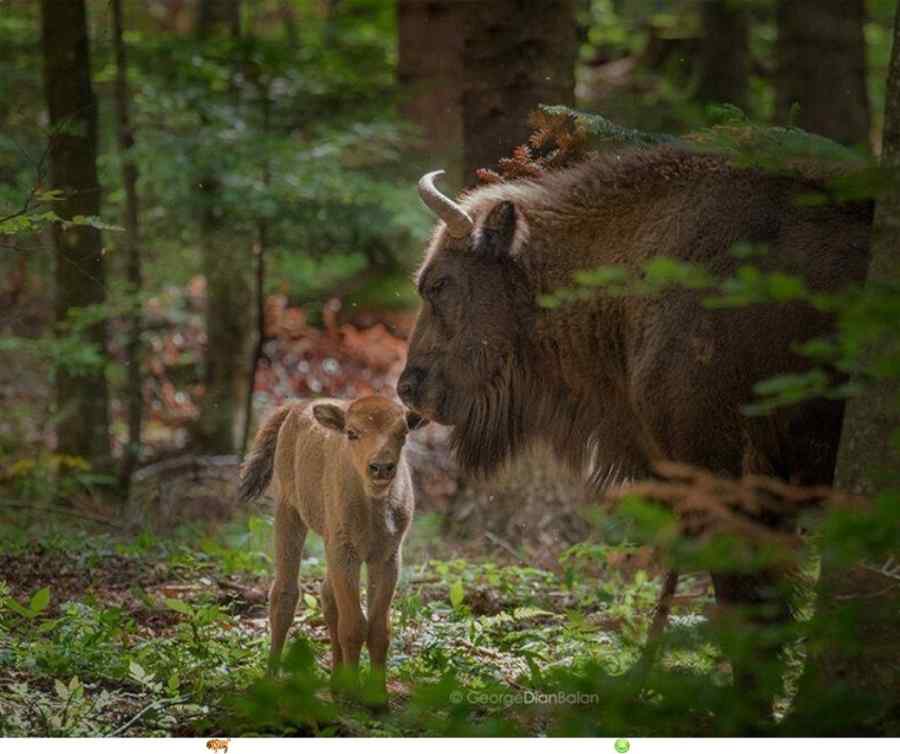Ţinutul Zimbrului-locul II în LUME, în „100 Top Sustainable Destinations”