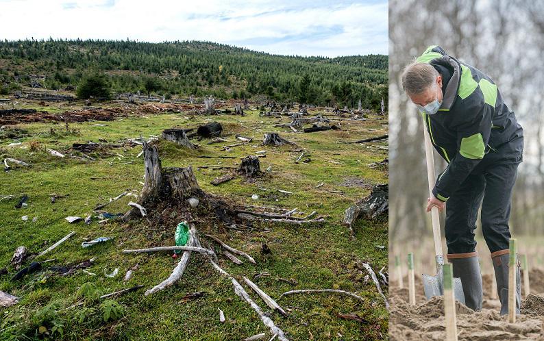 A plantat un pom la Dăbuleni tocmai prietenul celor care au tăiat pădurile