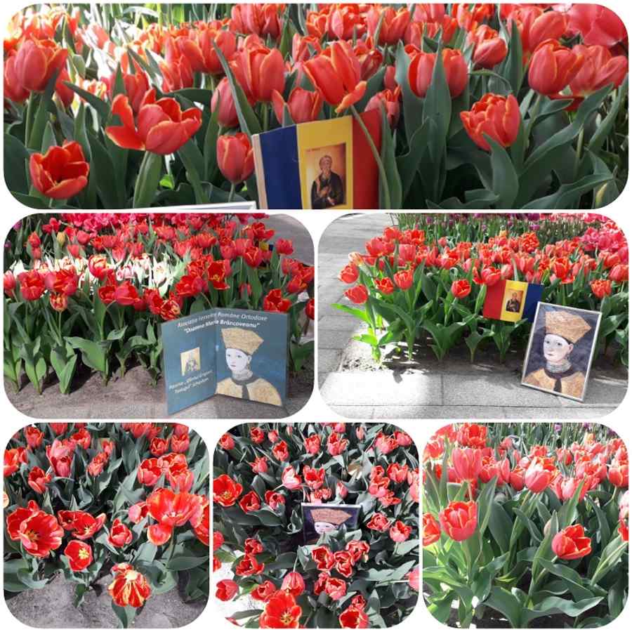 Laleaua „Doamna Maria Brâncoveanu”, la Keukenhof