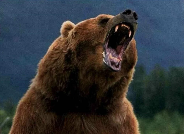 Ursul și securistul patriot