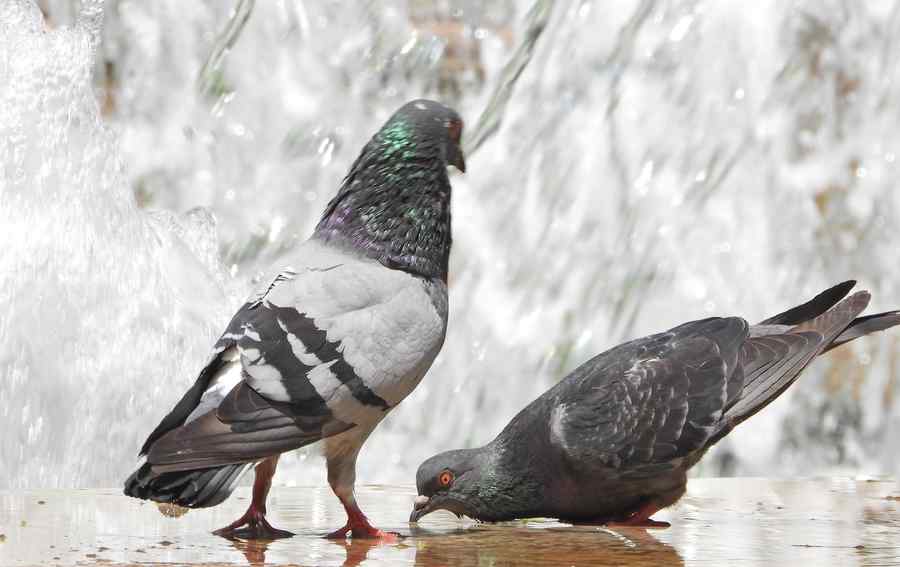 Cod roșu de caniculă pînă luni