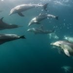 delfini Marea Neagră, delfini morți, litoralul românesc, Marea Neagră, Portul Constanța