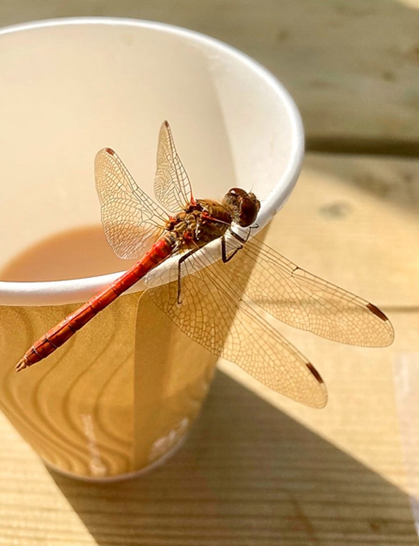 Confuzie de neînțeles la Londra – SF Politic