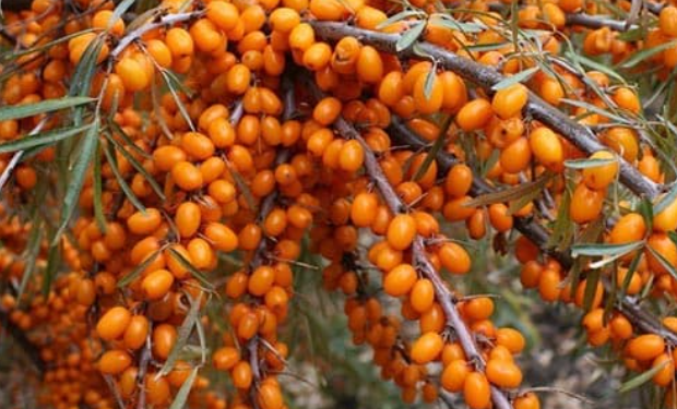 19 beneficii ascunse ale cătinii despre care nu vorbește nimeni