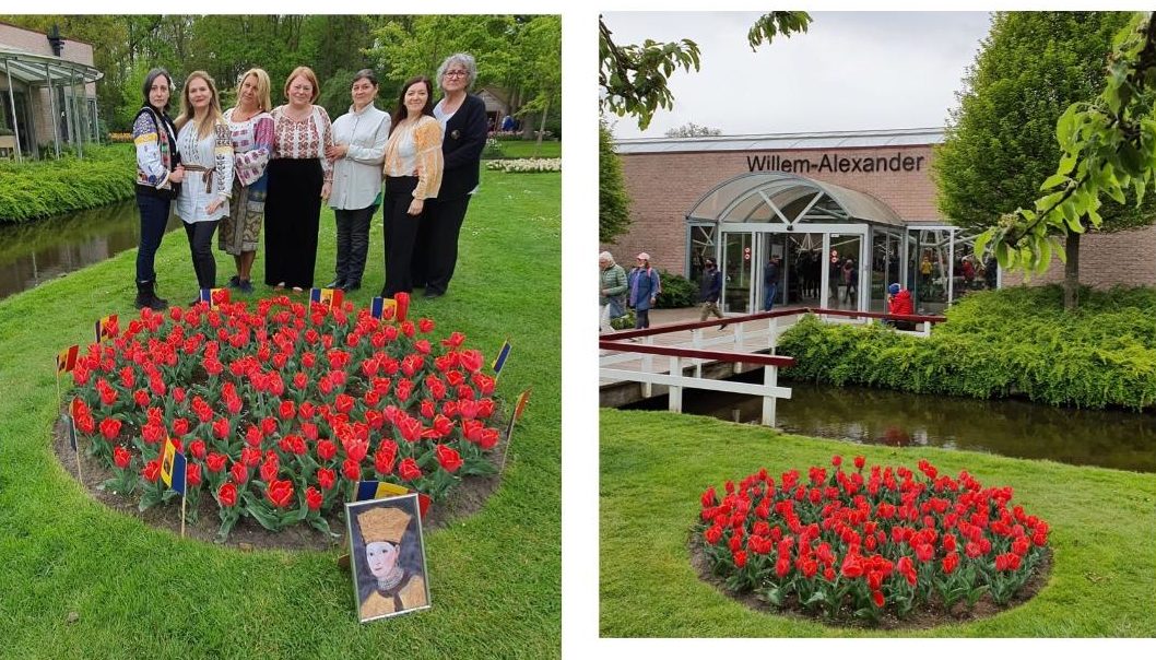 Laleaua „Doamna Maria Brâncoveanu” a înflorit la Keukenhof