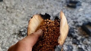 Poveste din Harghita. Te duci la bibliotecă și împrumuți… seminţe