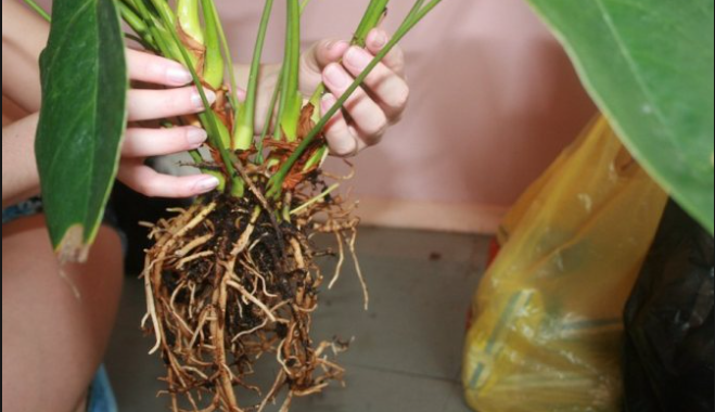 Alimentele viitorului: Ce am putea mânca până în 2050