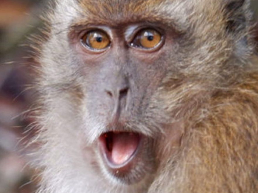 Despre variola maimuței la americani