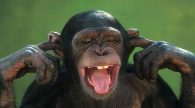 Variola maimuței: Cum vor s-o combată portughezii!