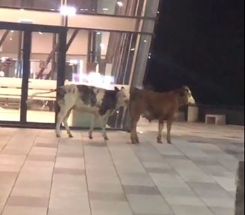 Zootehnie intensivă la Aeroportul Internațional Timișoara (video)