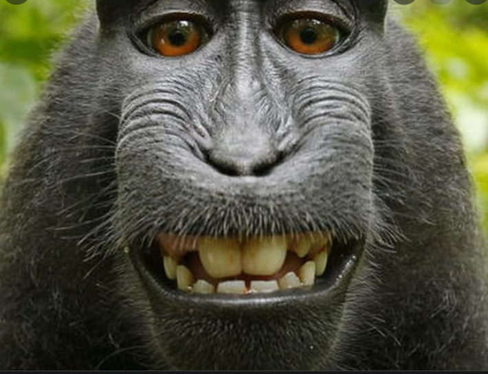 Două noi cazuri de variola maimuței în România!