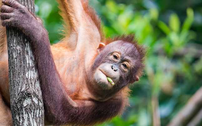 BREAKING NEWS Avem încă trei cazuri de variola maimuței