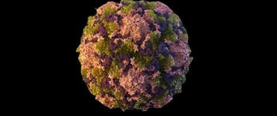 O boală foarte contagioasă s-a întors