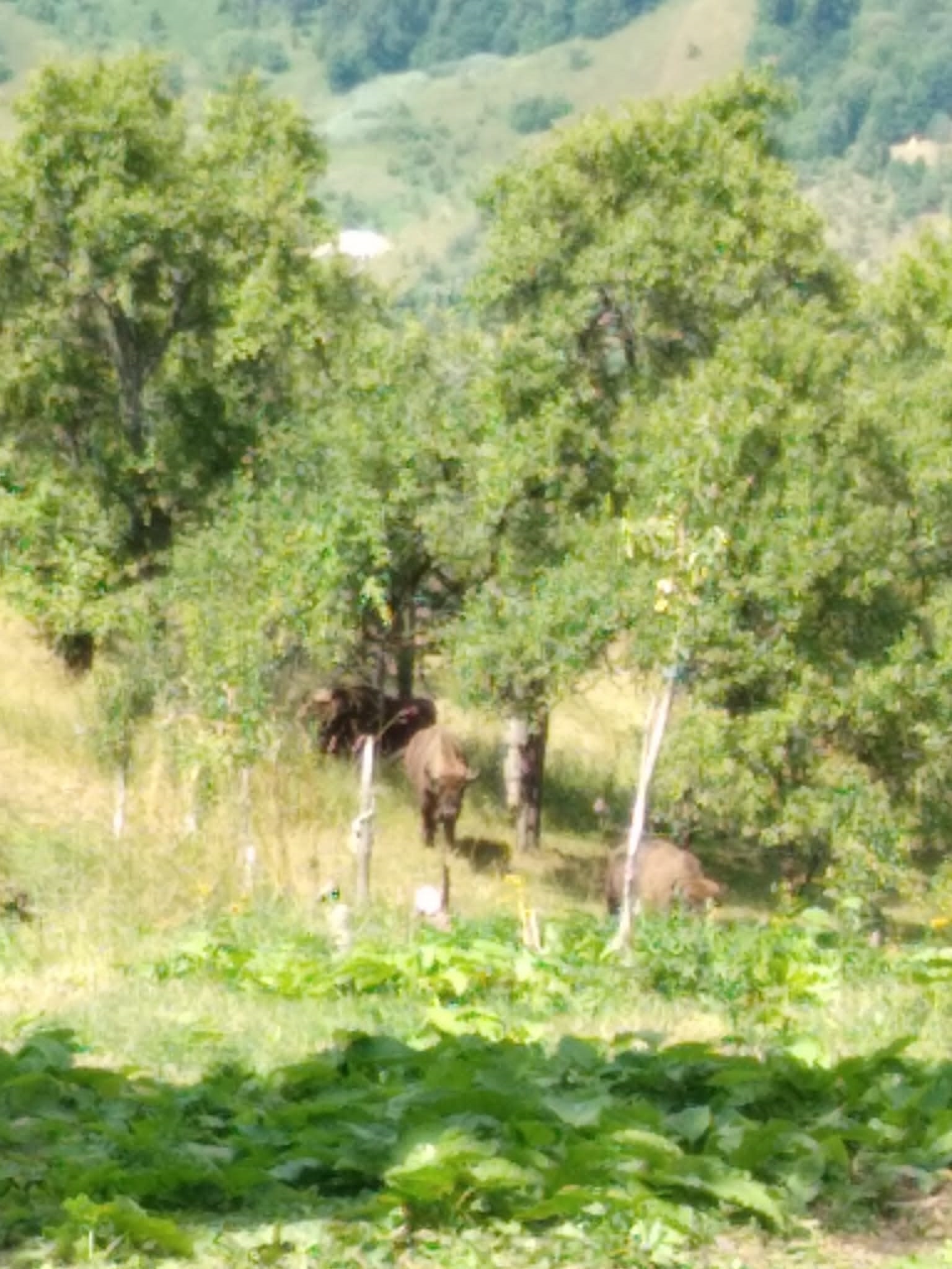 Musafiri de speriat!