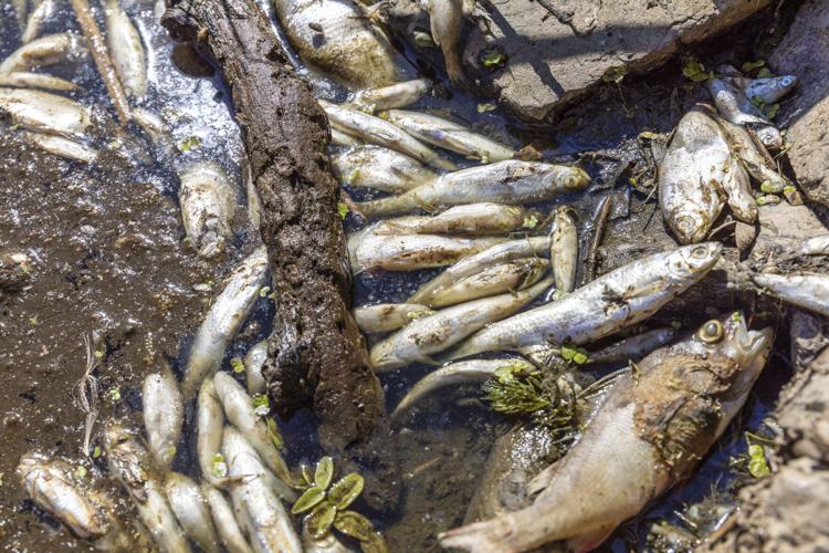 Dezastru ecologic în Polonia