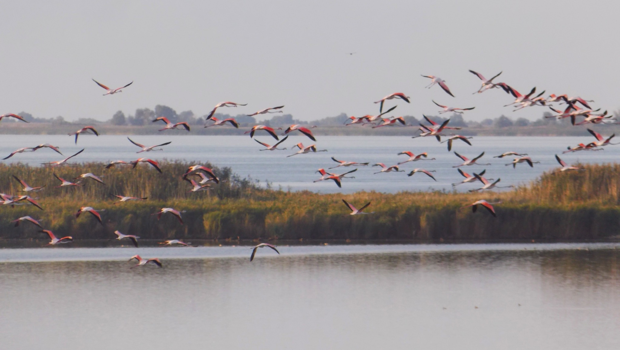 Sute de păsări flamingo lângă Jurilovca