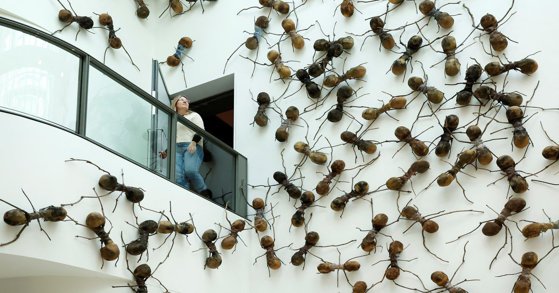 Nu e glumă: Insecte lăsate să se dezlănţuie în numele… artei