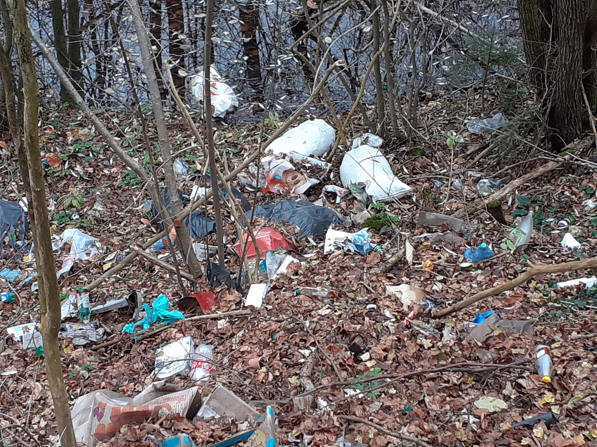 Pădurile de pe Valea Minișului îmbâcsite de deșeuri