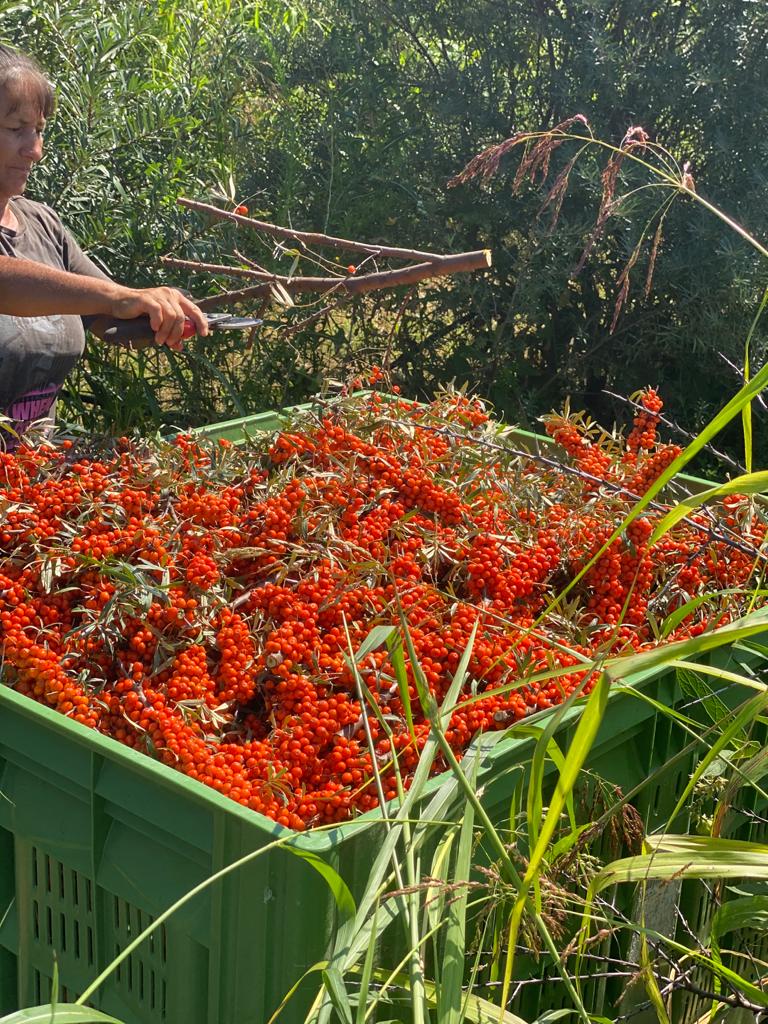 Credeai că ai scăpat? Ești pregătit pentru un nou val de gripă?