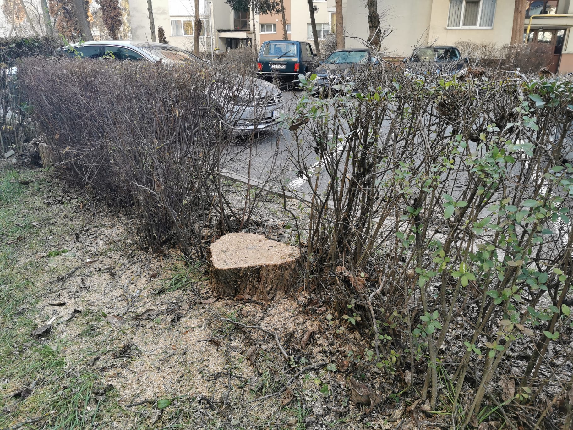 Când la geam îți cântă drujba!
