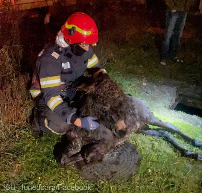 L-au salvat pe Aiurel