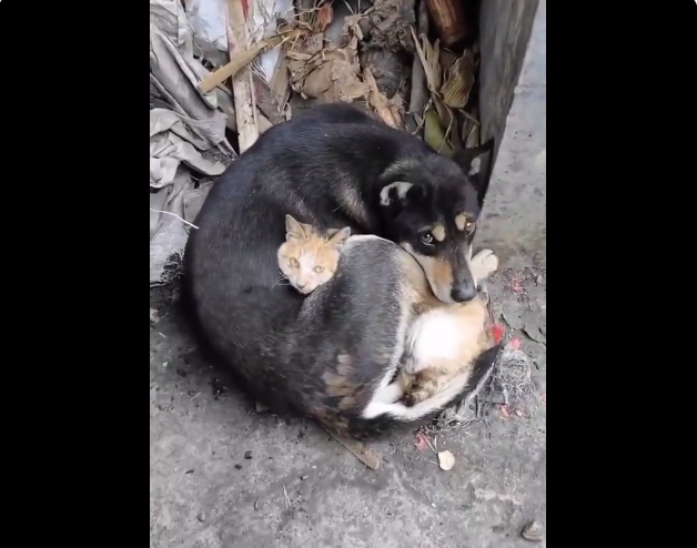 (VIDEO) Care-i om și care-i câine?