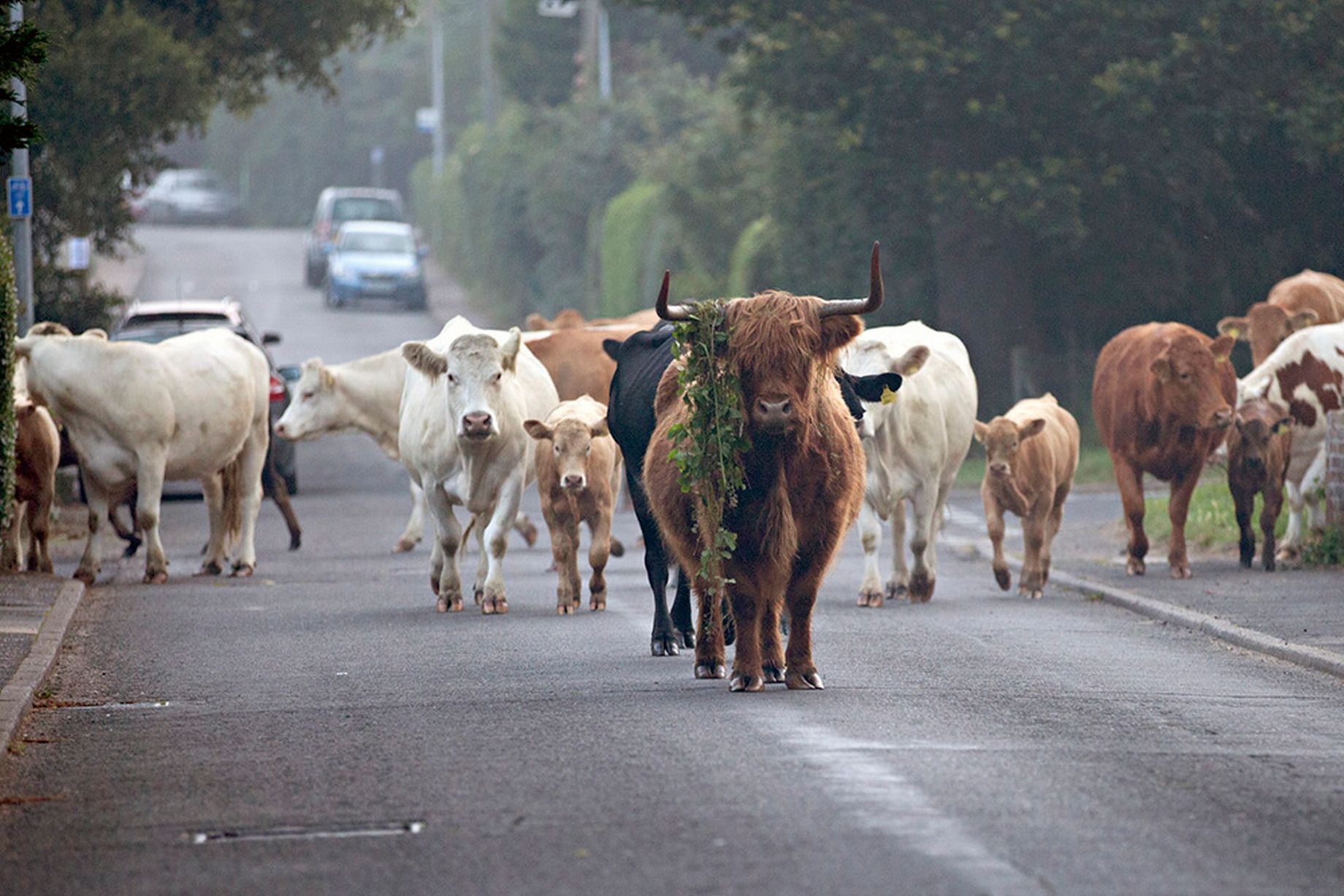 Vacile din Olanda fugăresc vacile din România pe Calea Victoriei