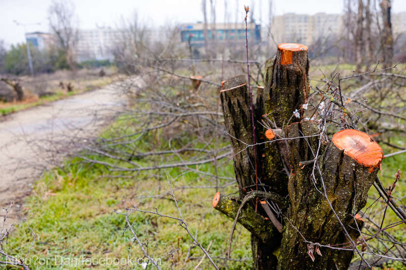 (FOTO) Defrișări masive în IOR