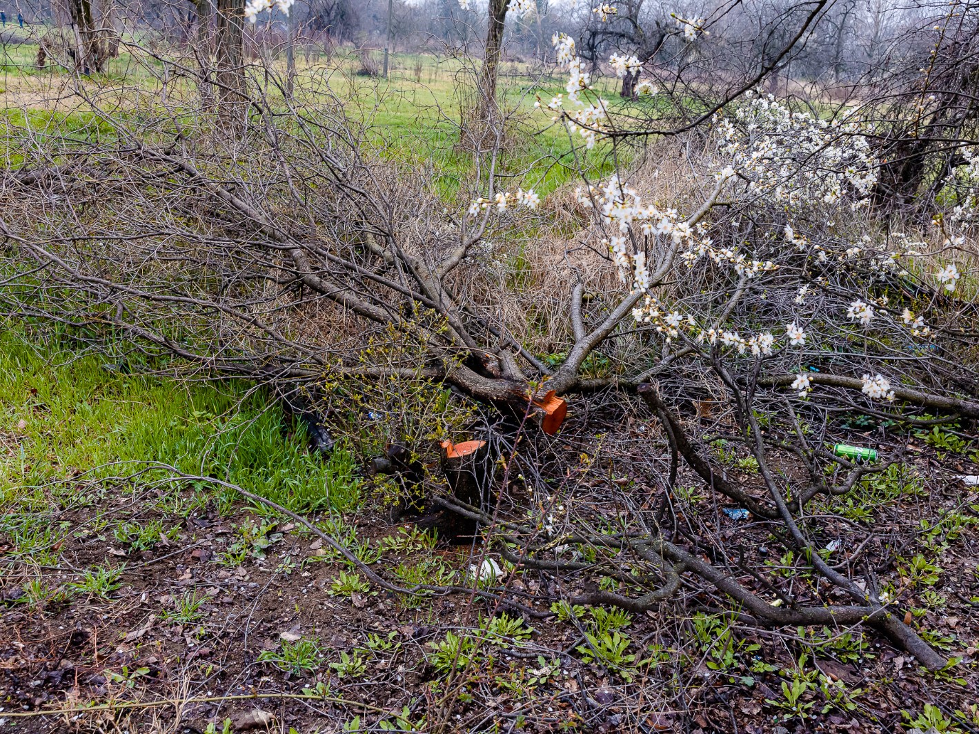 Ciolacu, serviţi şi Sectorul 3?