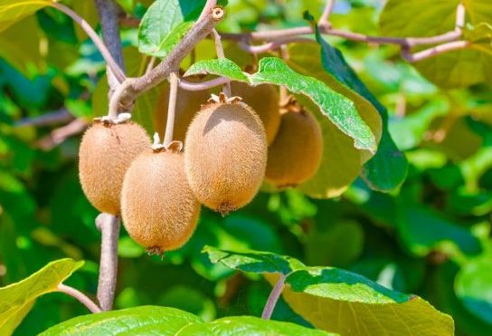 Kiwi de Buzău, la vânzare pentru toți