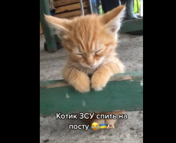 (VIDEO) Când te obosește războiul