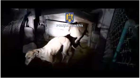 (VIDEO) Braconaj cu ogari, dispozitive de vedere pe timp de noapte şi autoturisme special modificate